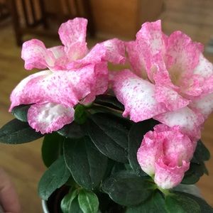 Meet your Posher, Bette